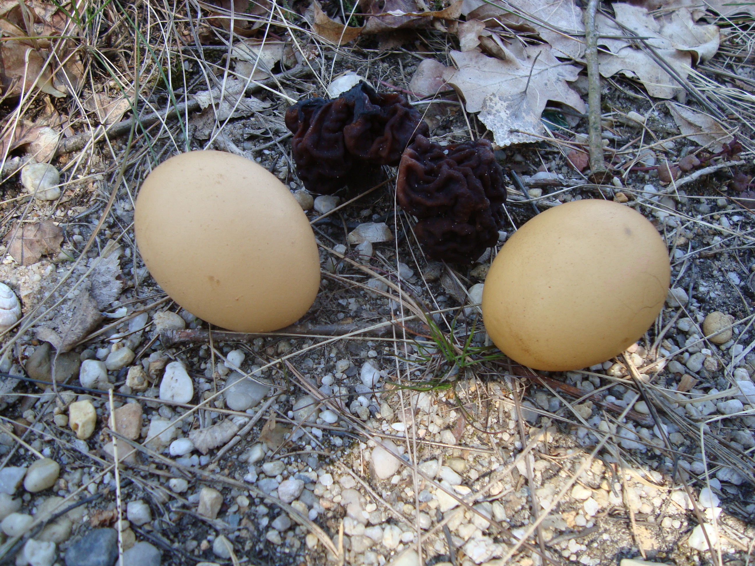 "Oster-Eier" neben der Frühjahrslorchel
